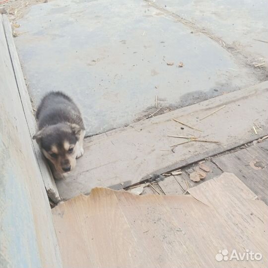 Породу незнаю