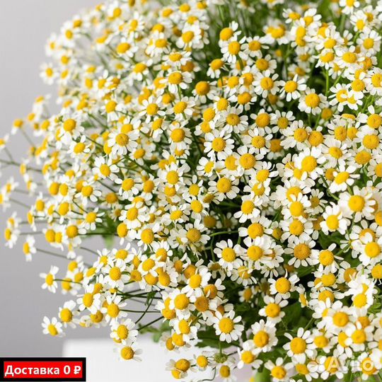 Ромашки для особых дней