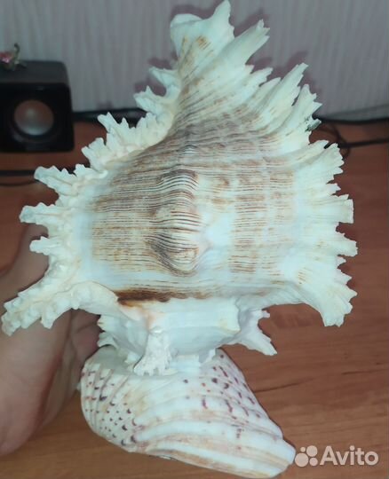 Ракушка сувенир