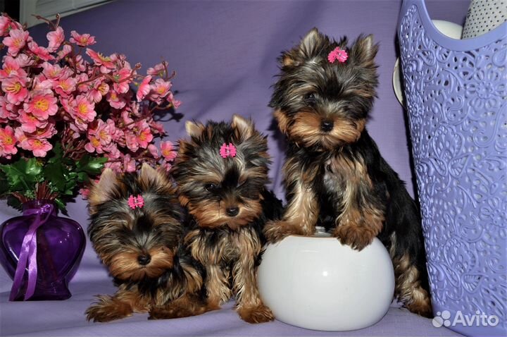 Щенки Йорка РКФ