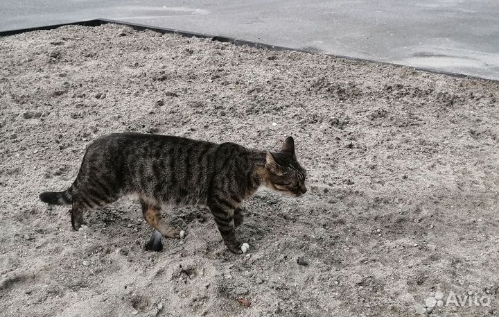 Котята в добрые руки бесплатно