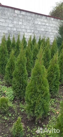 Саженцы хвойных