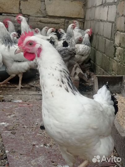 Куры серебристые