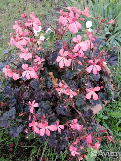 Пеларгонии