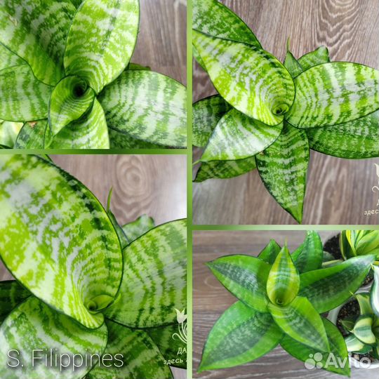 Сансевиерии