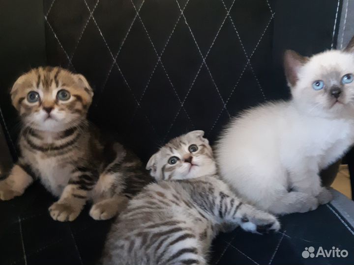 Шотландские вислоухие и прямоухие котята