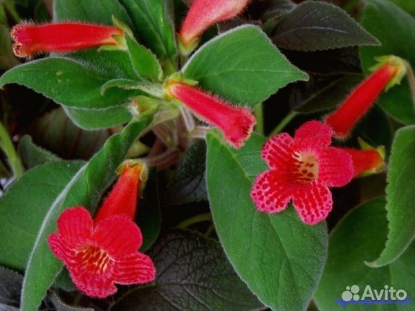 Домашние цветы