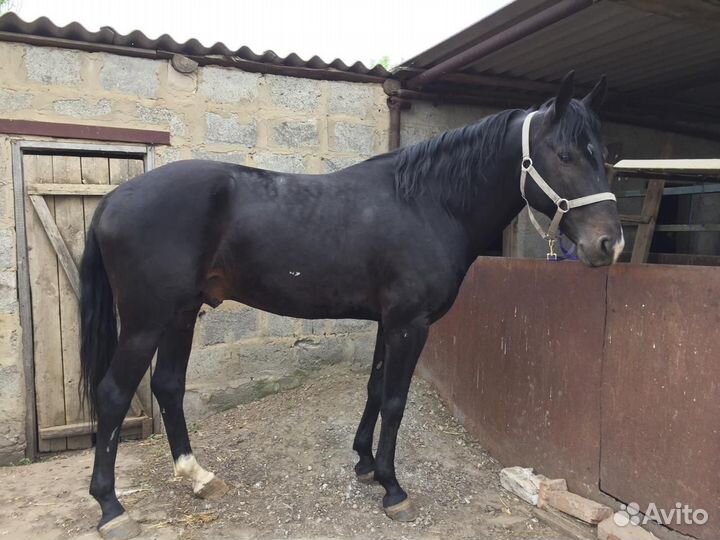 Продается жеребец карачаевской породы