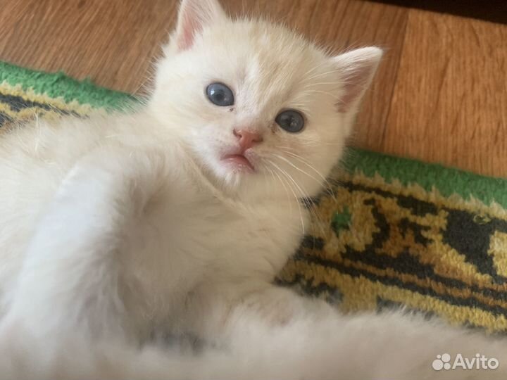 Британские котята