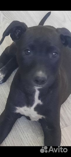 Щенки Питбуля