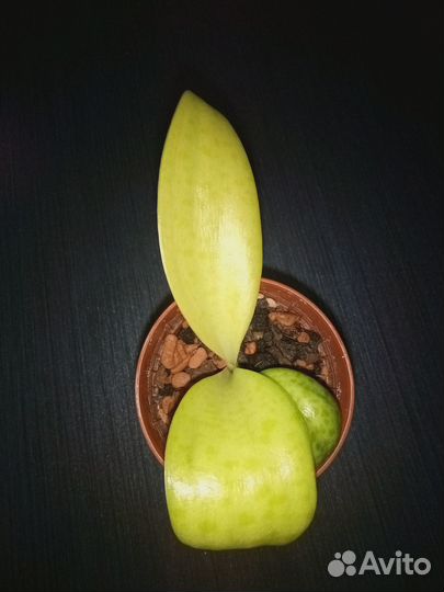 Дримиопсис