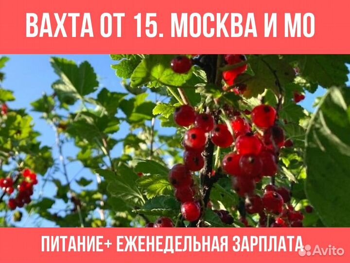 Комплектовщики ягоды в теплицу Еженедельные выплат