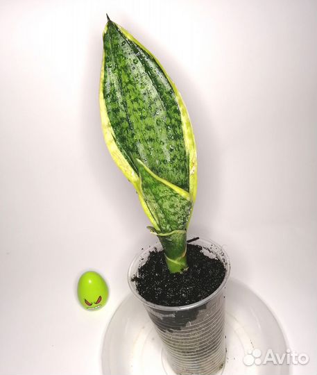 Комнатные растения 222