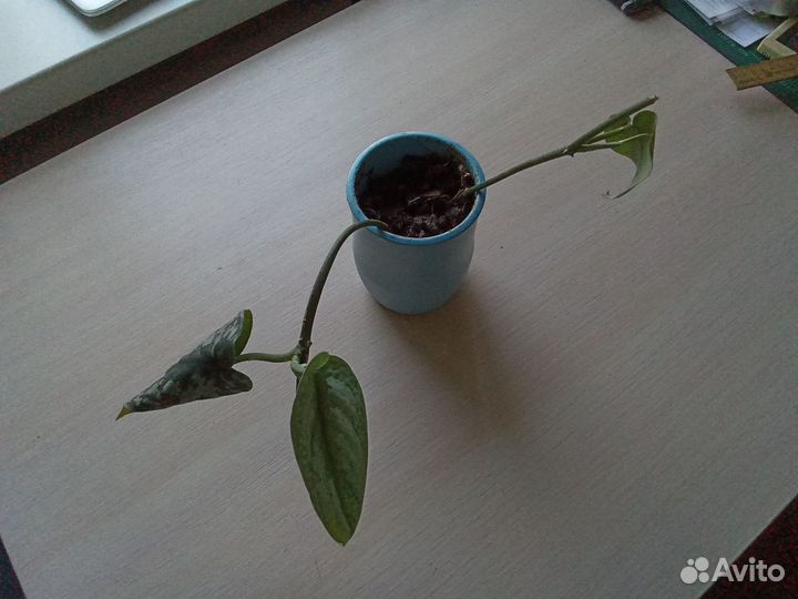 Сциндапсус пиктус Требе с фото