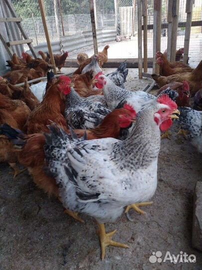Цветной бройлер цыплята до 6-7 кг
