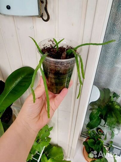 Комнатные цветы