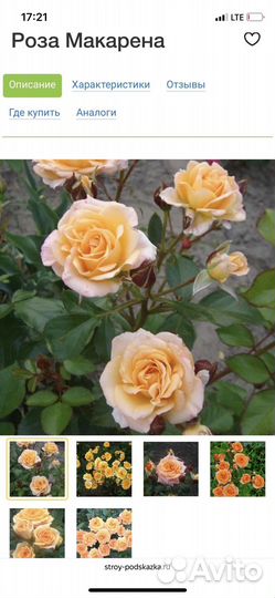 Роза в горшке