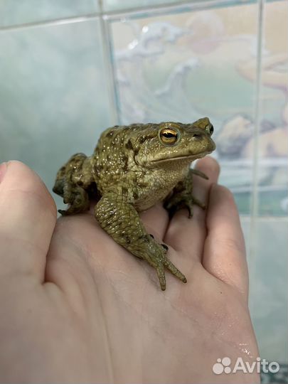 Жабы обыкновенные (Bufo bufo)