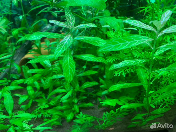 Аквариумные растения