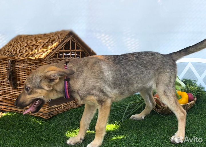 Рыжая малышка с характером и повадками волка, при