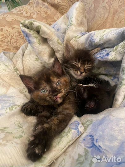 Котята 2 месяца