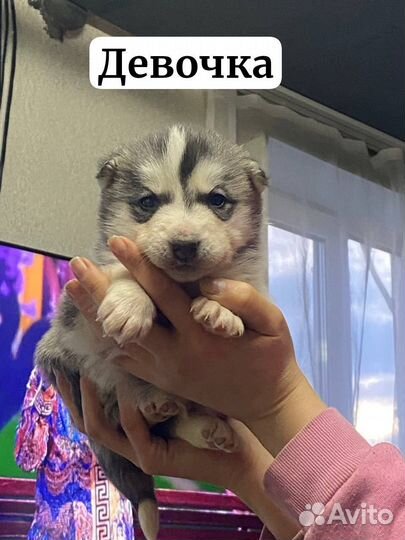 Щенки Маламута