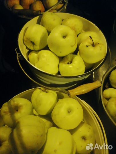 Яблоки Мельба, Ринет Черненко, Антоновка