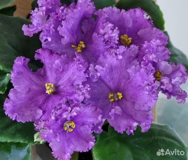 Фиалки цветущие