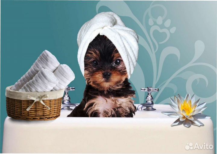 Стрижка собак на дому, грумер