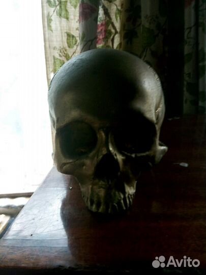 Череп гипсовый