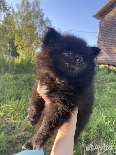 Щенки шпица