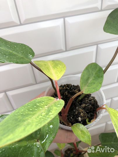 Филодендрон расписная леди (медуза)