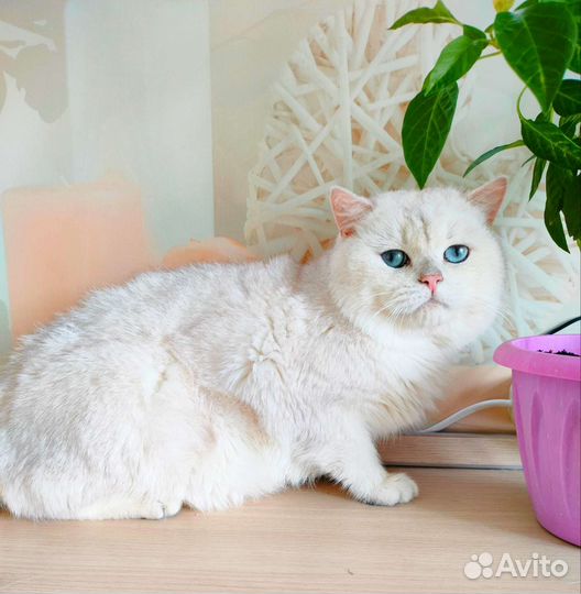 Серебристая шиншилла поинт