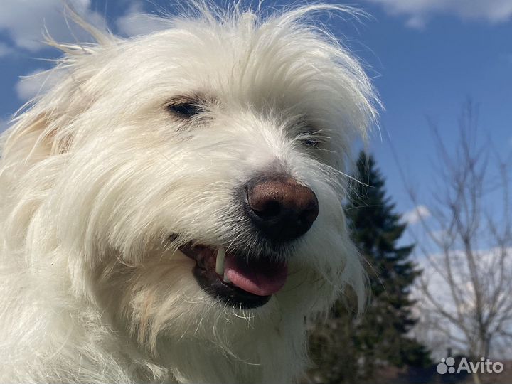 Передержка животных