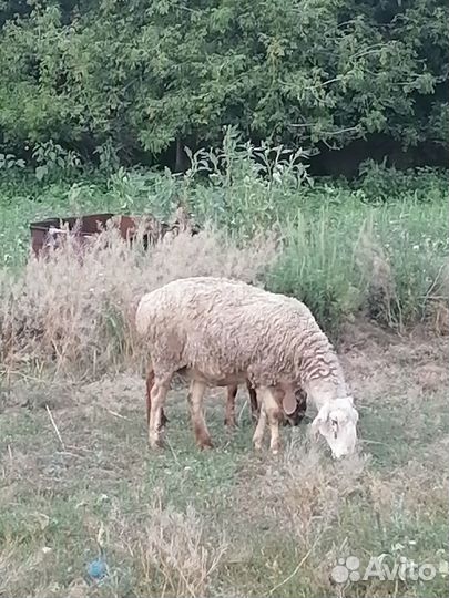 Курдючные бараны овцы