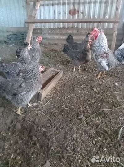 Легбар кремовый