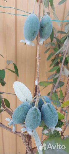 Фейхуа, фейхоа плодовая экзотика