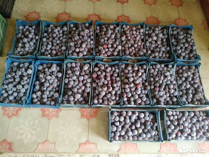 Слива Анжелина