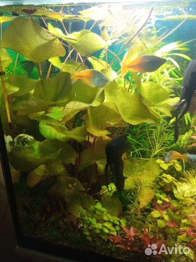 Аквариумные рыбки