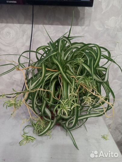 Хлорофитум кудрявый