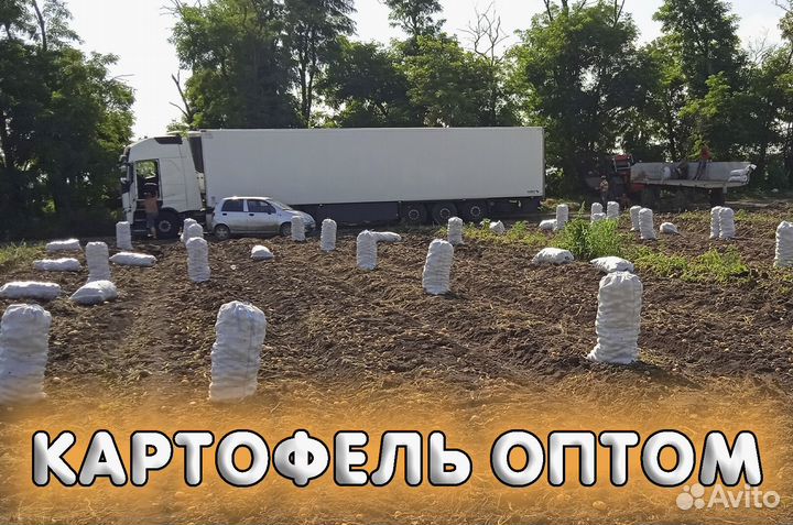 Картофель Оптом урожай 2024 в Краснодарском крае