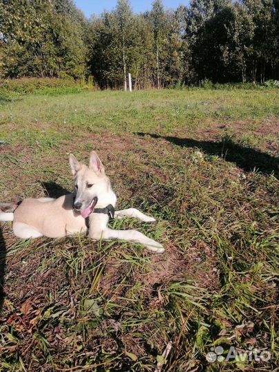 Собака в добрые руки