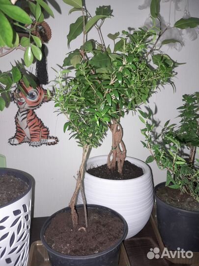 Мирт взрослый