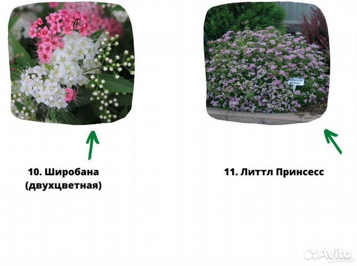 Саженцы спиреи