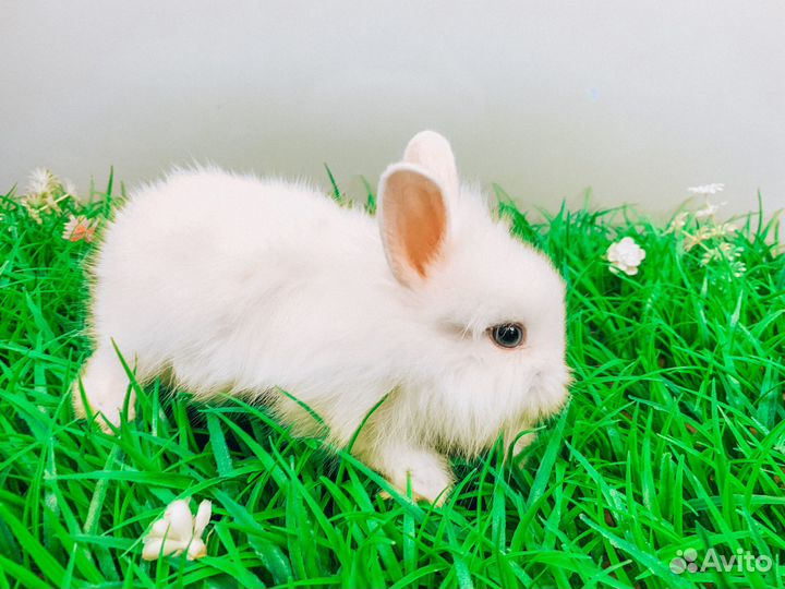 Карликовый кролик - супер мини