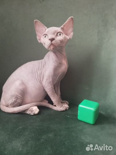 Канадский сфинкс девочка