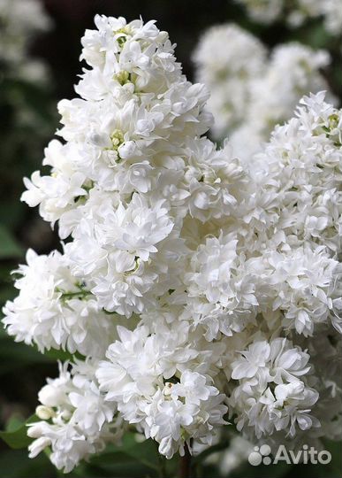 Сирень на штамбе Алиса Хардинг