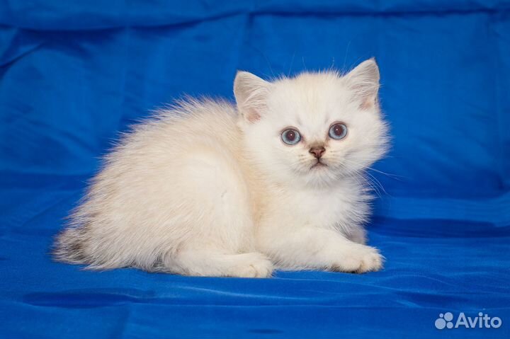 Британский котенок Ny 11 33