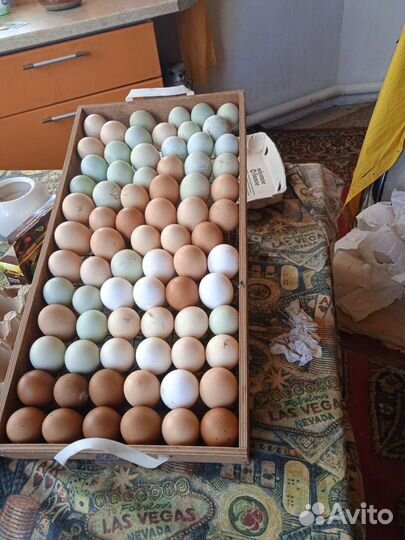 Яйца инкубационное