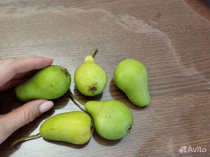 Груши садовые домашние
